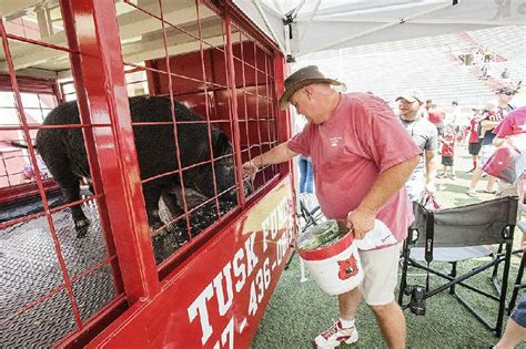 The Making of Tusk Arkansas: Behind-the-Scenes with the Mascot Team